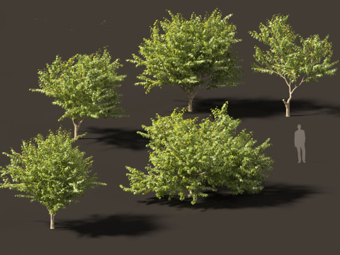 Eastern redbud - Cercis canadensis 3D Model