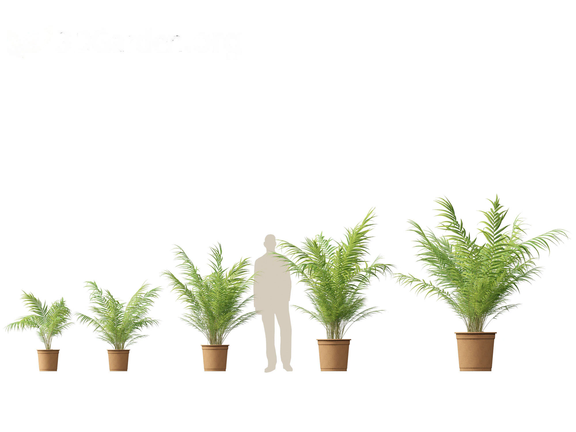 Dypsis lutescens - bamboo palm 3D Model .c4d .max .obj .3ds .fbx .stl .blend 