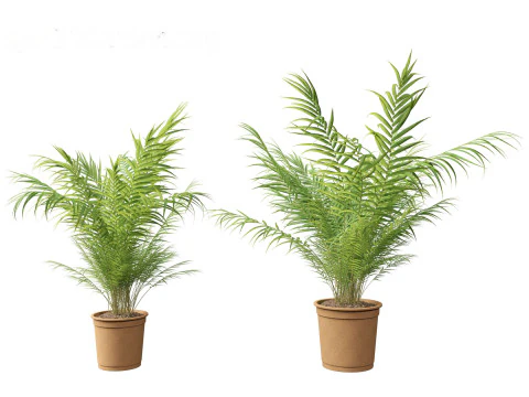 Dypsis lutescens - bamboo palm 3D Model