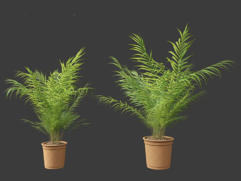 Dypsis lutescens - bamboo palm 3D Model