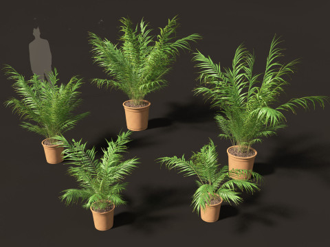 Dypsis lutescens - bamboo palm Model 3D