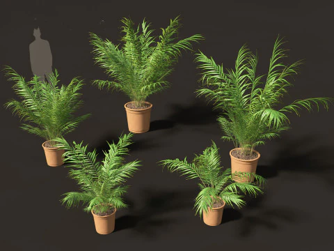 Dypsis lutescens - bamboo palm 3D Model