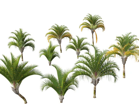 Dypsis decaryi - Telapak Tangan Segitiga Model 3D