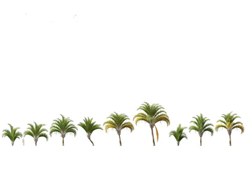 Dypsis decaryi - the Triangle Palm 3D Model