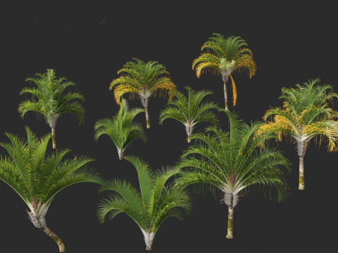 Dypsis decaryi - the Triangle Palm 3D Model
