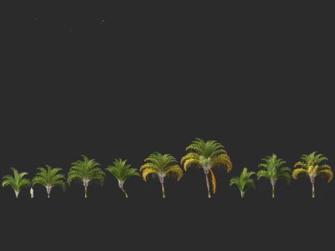 Dypsis decaryi - the Triangle Palm 3D Model