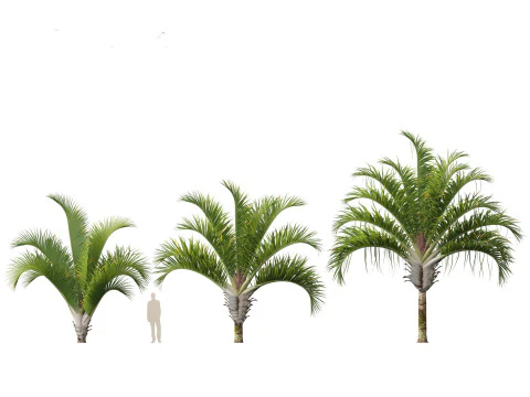 Dypsis decaryi - the Triangle Palm 3D Model