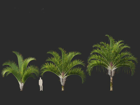 Dypsis decaryi - the Triangle Palm 3D Model