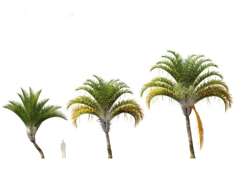 Dypsis decaryi - the Triangle Palm 3D Model