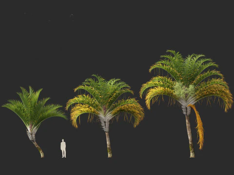 Dypsis decaryi - the Triangle Palm 3D Model