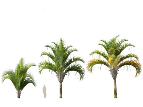 Dypsis decaryi - the Triangle Palm 3D Model