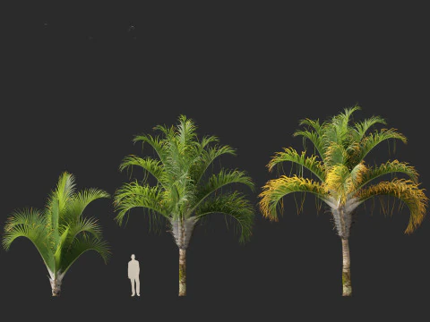 Dypsis decaryi - the Triangle Palm 3D Model