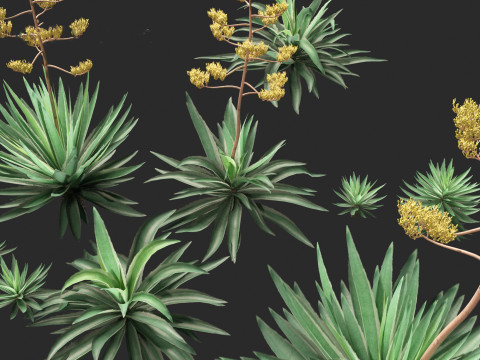 Agave angustifolia - Variegated Caribbean Agave Modèle 3D
