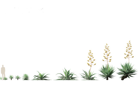 Agave angustifolia - Variegated Caribbean Agave Modèle 3D