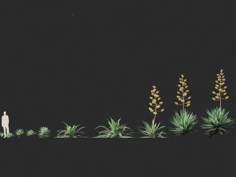 Agave angustifolia - Variegated Caribbean Agave Modèle 3D