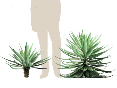 Agave angustifolia - Variegated Caribbean Agave Modèle 3D