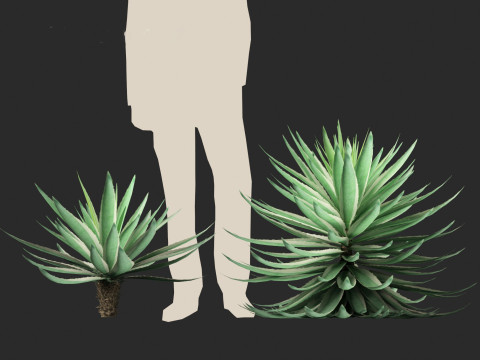 Agave angustifolia - Variegated Caribbean Agave Modèle 3D