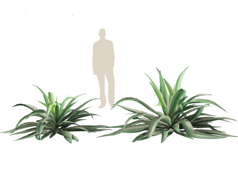 Agave angustifolia - Variegated Caribbean Agave Modèle 3D