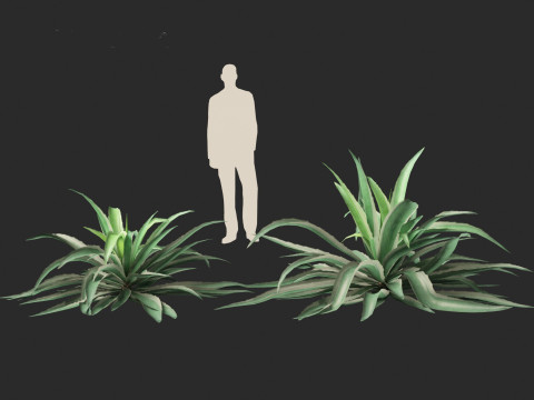 Agave angustifolia - Variegated Caribbean Agave Modèle 3D