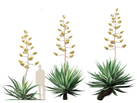 Agave angustifolia - Variegated Caribbean Agave Modèle 3D
