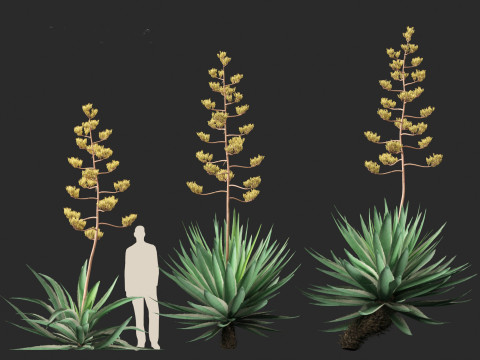 Agave angustifolia - Variegated Caribbean Agave Modèle 3D