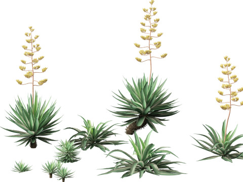 Agave angustifolia - Variegated Caribbean Agave 3Dモデル