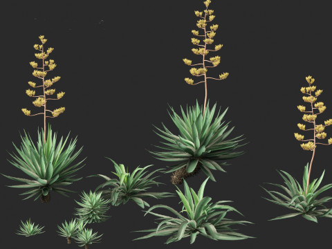 Agave angustifolia - Variegated Caribbean Agave Modèle 3D