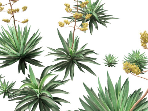 Agave angustifolia - Variegated Caribbean Agave Modèle 3D