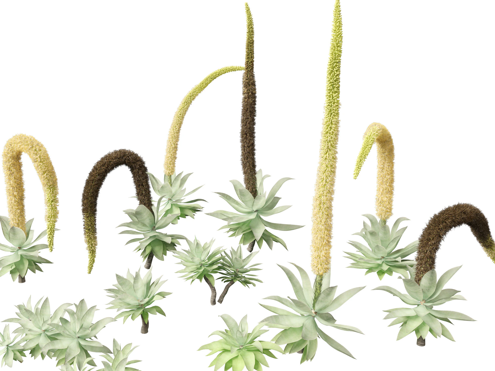 Agave attenuata - Fox Tail Agave 3D Model .c4d .max .obj .3ds .fbx .stl .blend 
