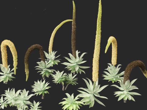 Agave attenuata - Fox Tail Agave 3D Model