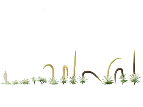 Agave attenuata - Fox Tail Agave 3D Модель