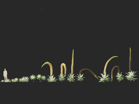 Agave attenuata - Fox Tail Agave 3D Модель