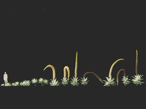 Agave attenuata - Fox Tail Agave 3D Model