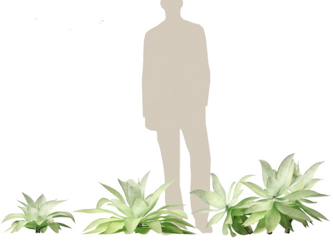 Agave attenuata - Fox Tail Agave 3D Модель