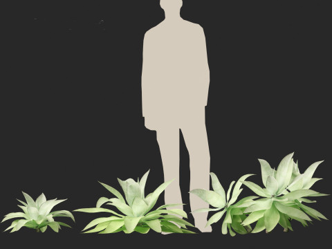 Agave attenuata - Fox Tail Agave 3D Модель