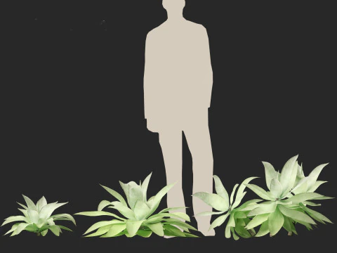 Agave attenuata - Fox Tail Agave 3D Model