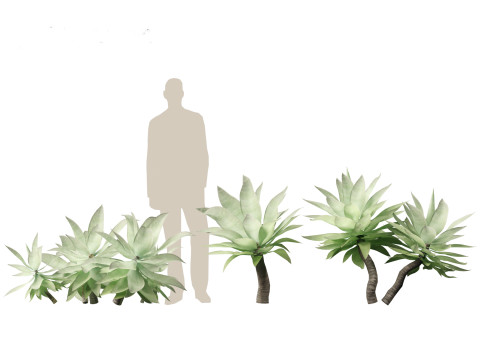 Agave attenuata - Fox Tail Agave 3D Модель