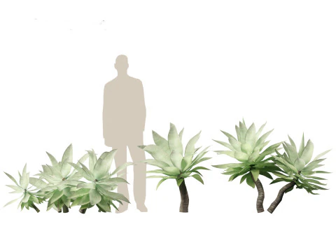 Agave attenuata - Fox Tail Agave 3D Model