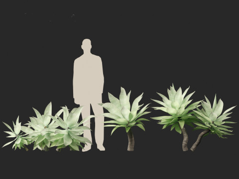 Agave attenuata - Fox Tail Agave 3D Модель