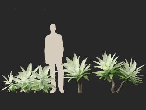 Agave attenuata - Fox Tail Agave 3D Model