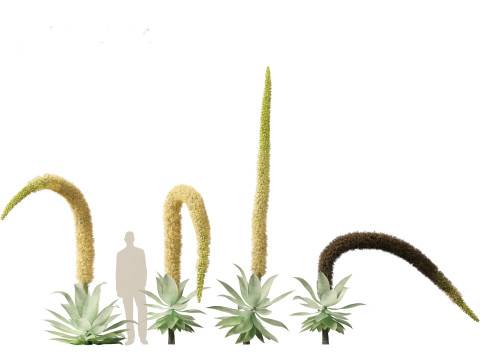 Agave attenuata - Fox Tail Agave 3D Модель