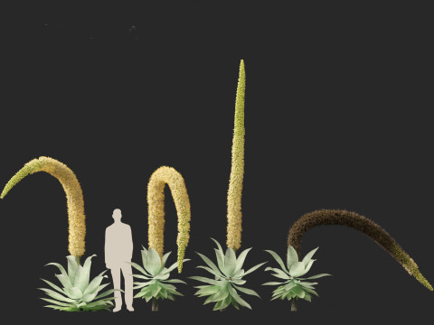 Agave attenuata - Fox Tail Agave 3D Модель