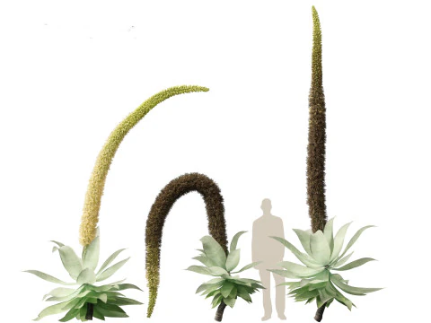 Agave attenuata - Fox Tail Agave 3D Model