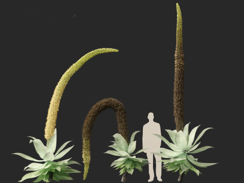 Agave attenuata - Fox Tail Agave 3D Модель