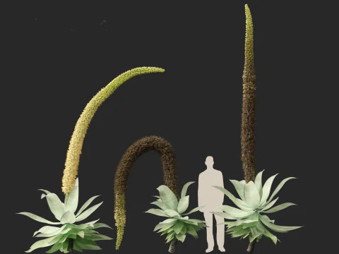 Agave attenuata - Fox Tail Agave 3D Model
