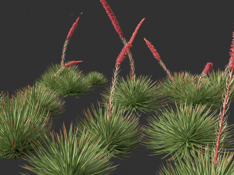Agave stricta - Hedgehog agave Model 3D