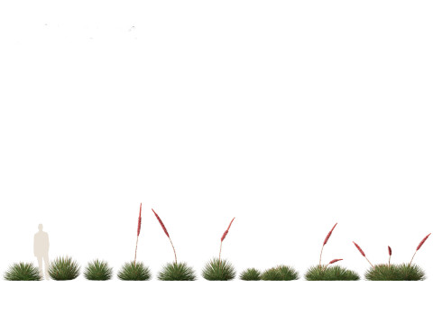 Agave stricta - Hedgehog agave Model 3D