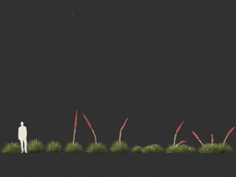 Agave stricta - Hedgehog agave Model 3D
