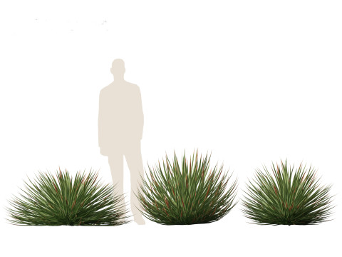 Agave stricta - Hedgehog agave Model 3D