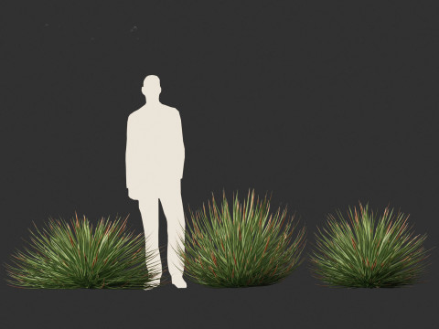 Agave stricta - Hedgehog agave Model 3D
